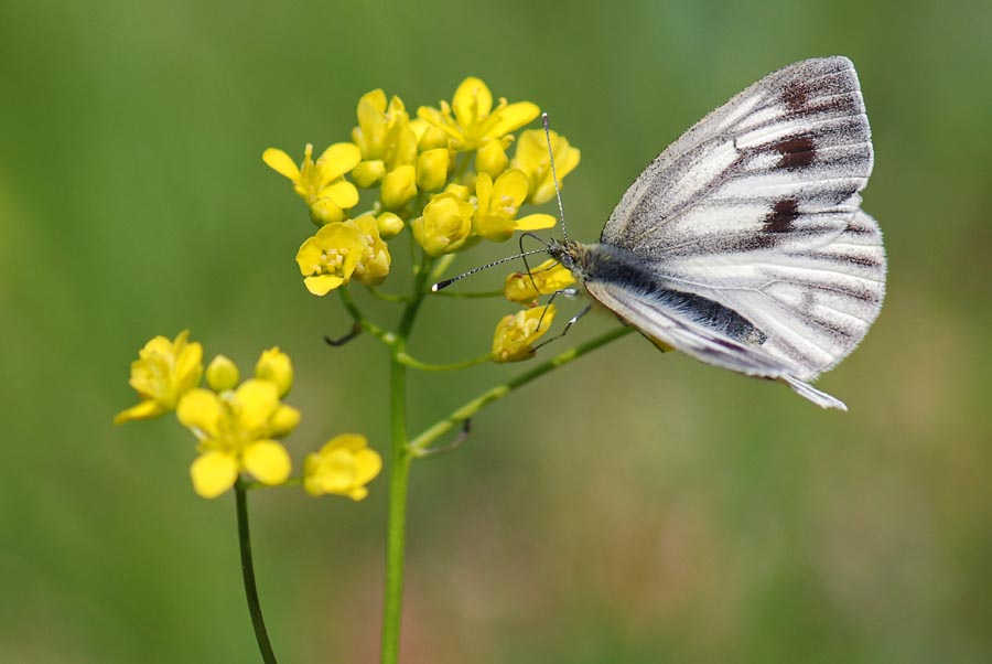 Pieris bryoniae?